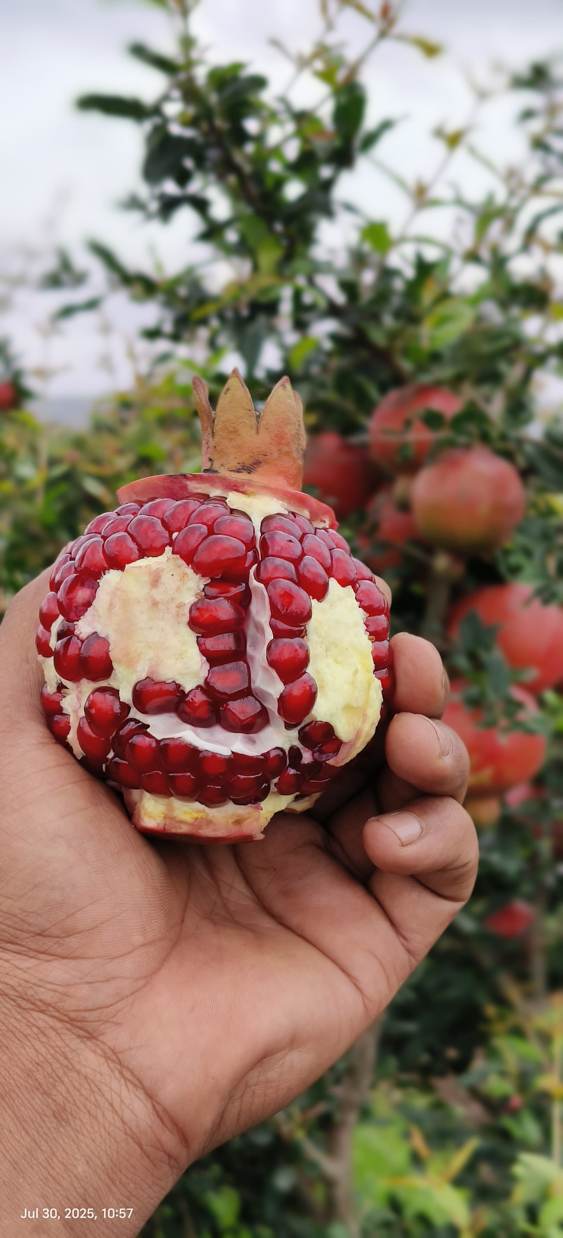 Pomegranate orchard in bloom — Bhavnagar, Gujarat
