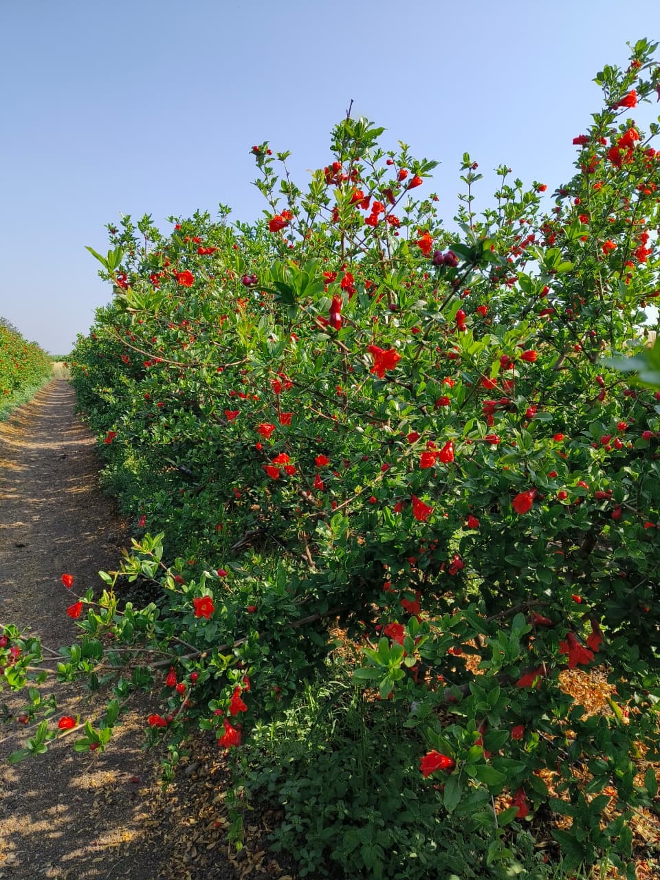 Lush green pomegranate trees, pre-harvest season