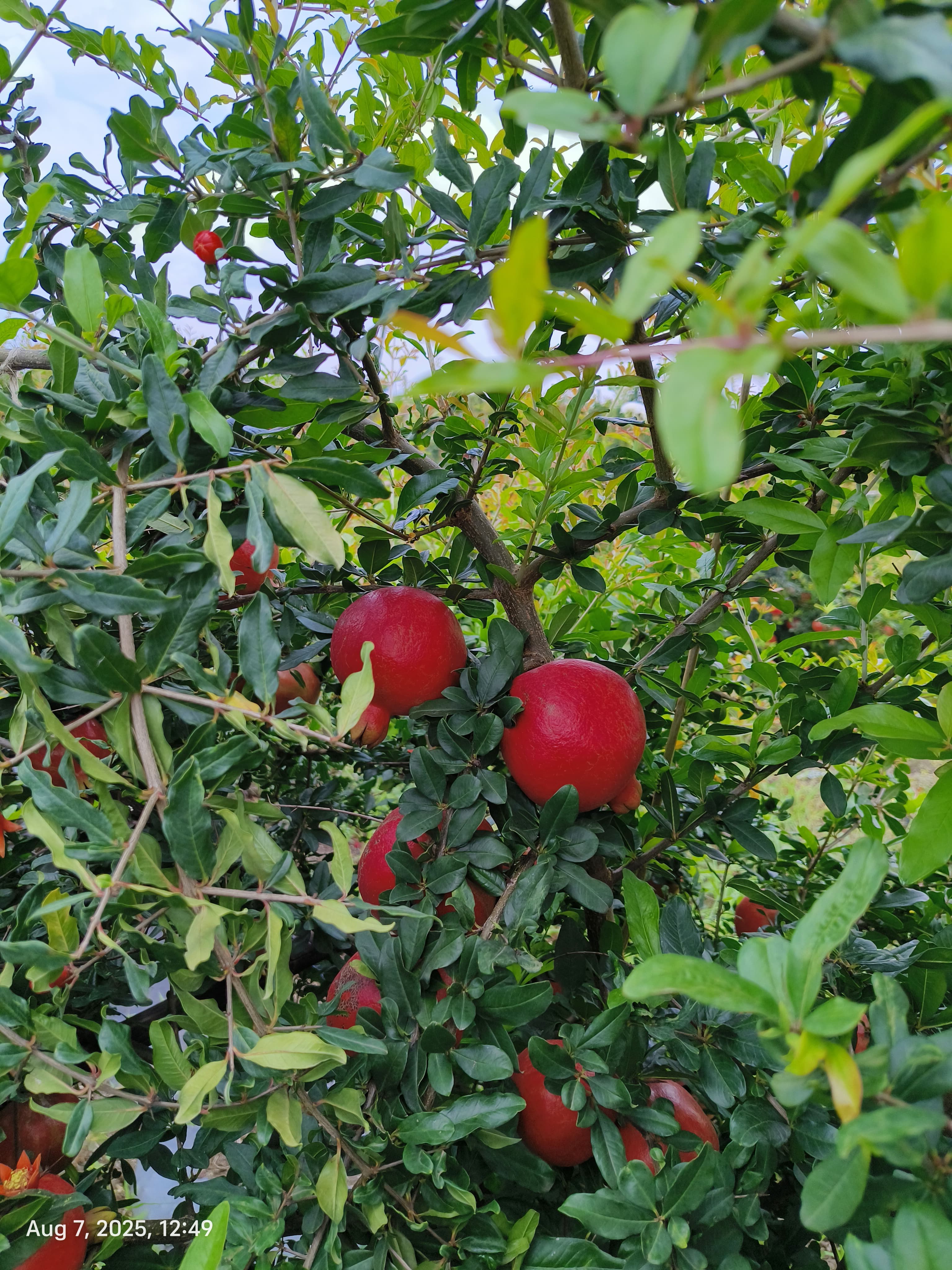 Premium Bhagwa variety pomegranates, harvest 2025