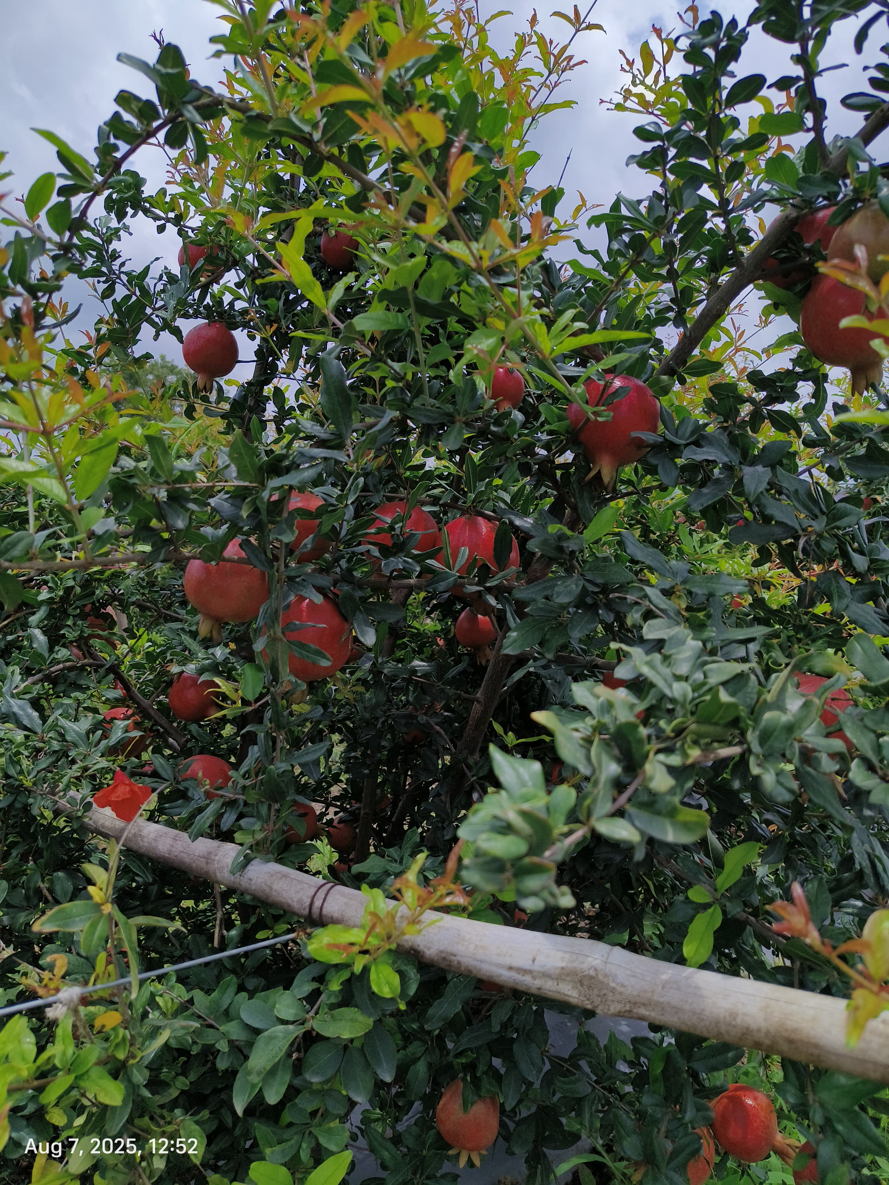 Hand-picking mature pomegranates at dawn